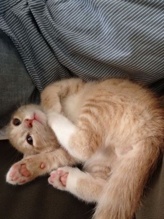 these_funny_animals2