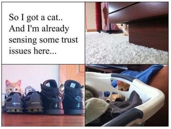 things_all_cat_owners_will_relate_to