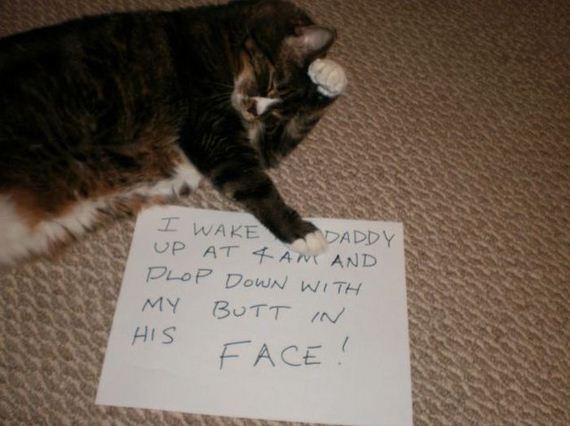 things_all_cat_owners_will_relate_to