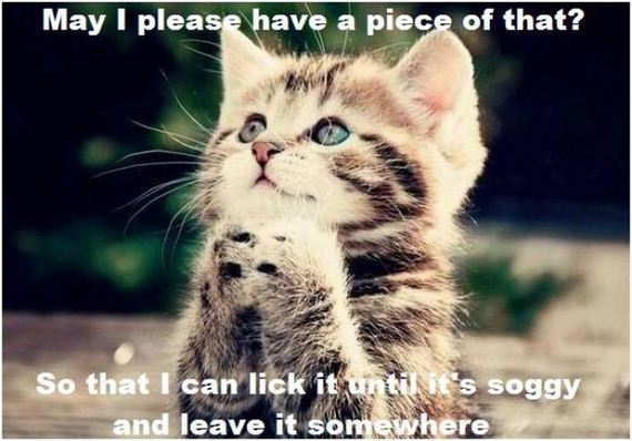 things_all_cat_owners_will_relate_to