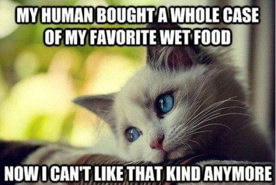 things_all_cat_owners_will_relate_to