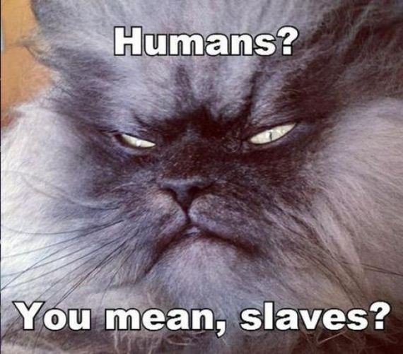 things_all_cat_owners_will_relate_to