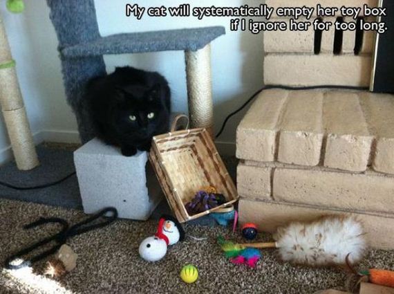 things_all_cat_owners_will_relate_to