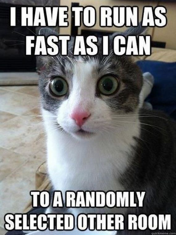 things_all_cat_owners_will_relate_to