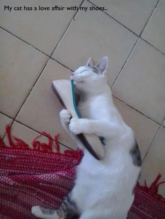 things_all_cat_owners_will_relate_to