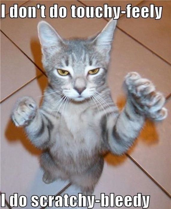 things_all_cat_owners_will_relate_to
