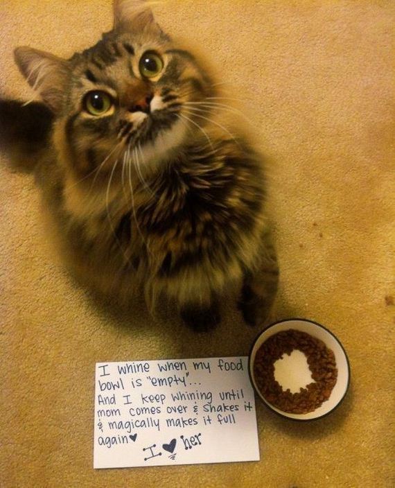 things_all_cat_owners_will_relate_to