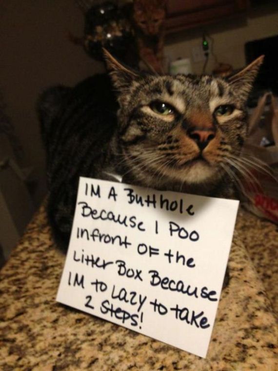 things_all_cat_owners_will_relate_to