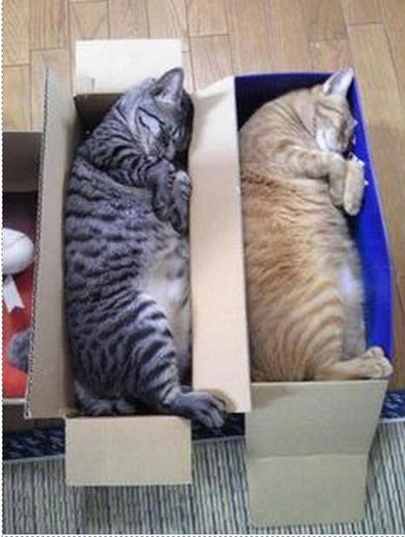 things_all_cat_owners_will_relate_to