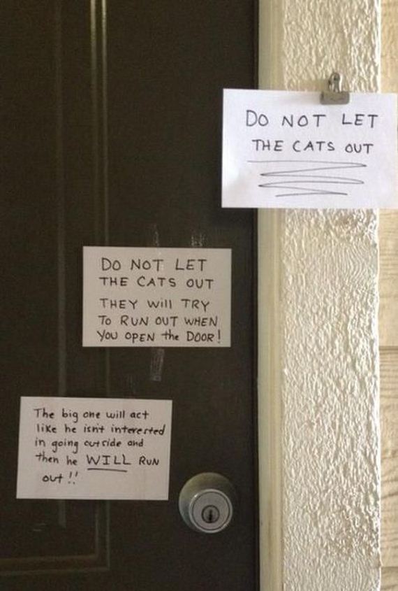 things_all_cat_owners_will_relate_to