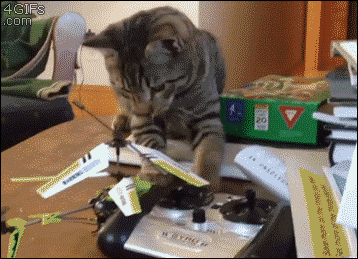 things_all_cat_owners_will_relate_to