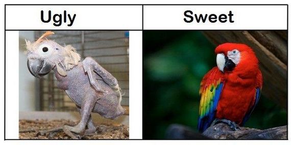 ugly_vs_sweet