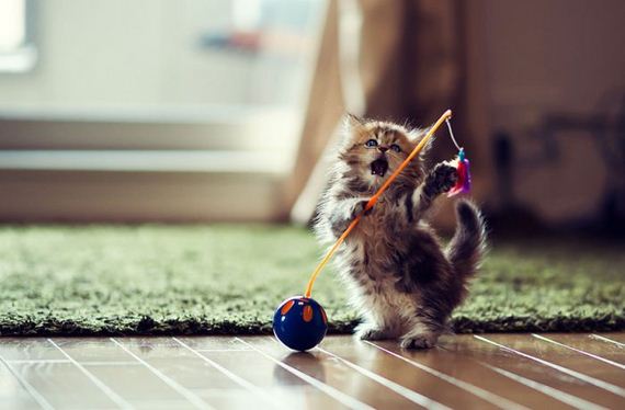 very-cute-kitten