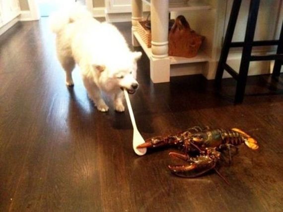 wtf-and-funny-animal-pics-of-the-year