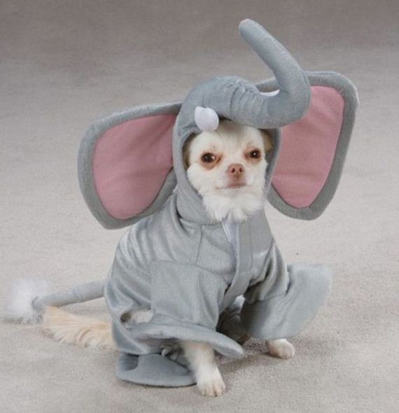 wtf-and-funny-animal-pics-of-the-year