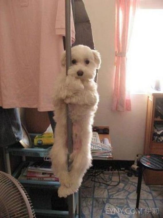 wtf-and-funny-animal-pics-of-the-year