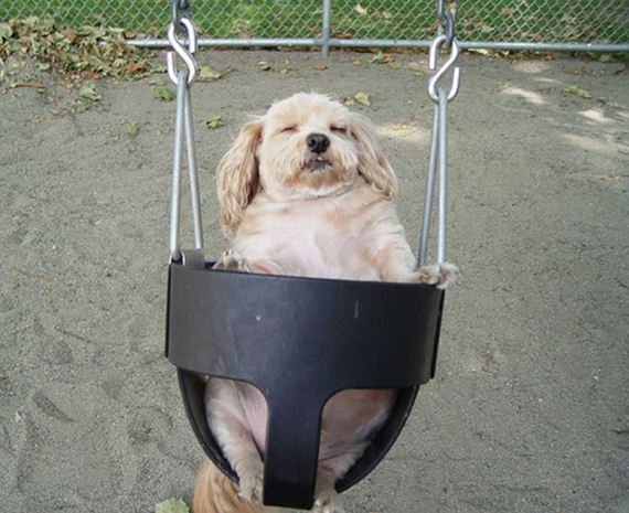 wtf-and-funny-animal-pics-of-the-year