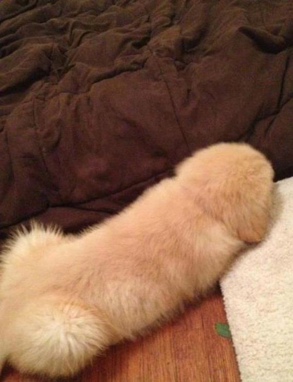 wtf-and-funny-animal-pics-of-the-year