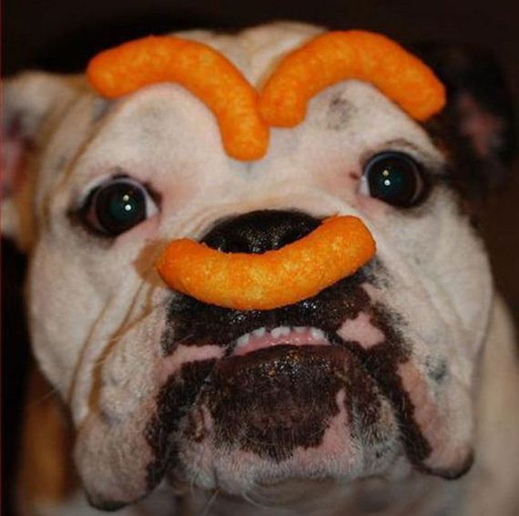 wtf-and-funny-animal-pics-of-the-year