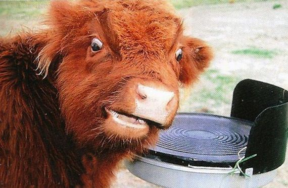 wtf-and-funny-animal-pics-of-the-year