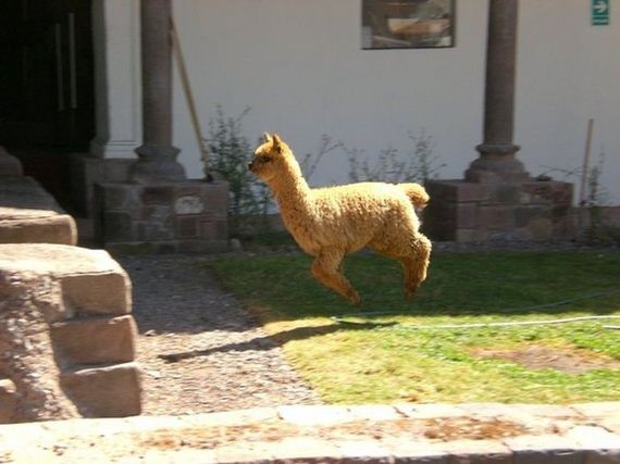 wtf-and-funny-animal-pics-of-the-year
