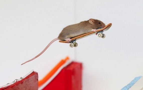 you_have_to_see_these_pictures_of_skateboarding_mice