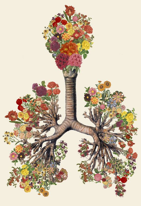Anatomical-Collages