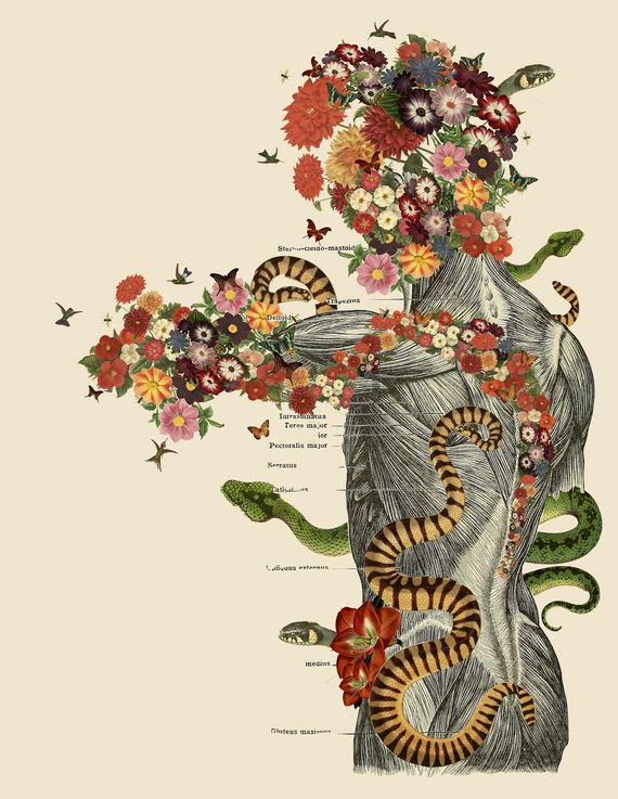 Anatomical-Collages
