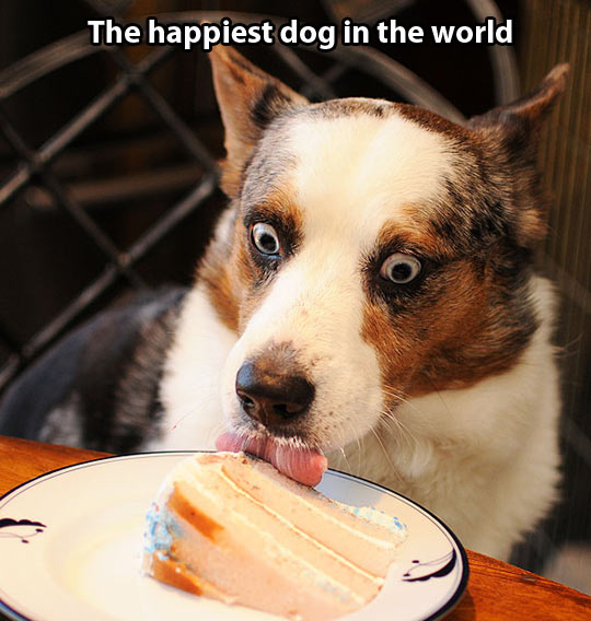 Animals-Best-Day-Ever