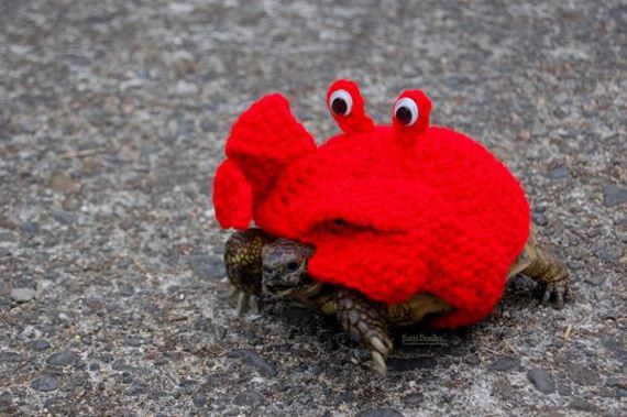 Artist-Crochets-Tortoises