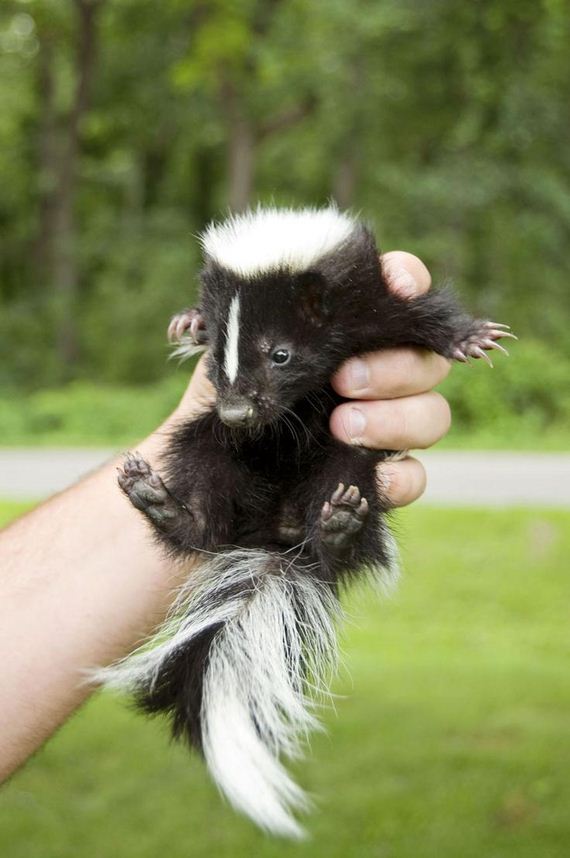 Baby Skunks That Will Make You Feel Better About Life - Barnorama