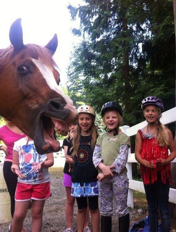 Best-Animal-Photobombs