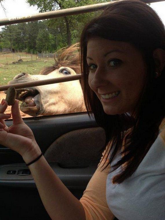 Best-Animal-Photobombs