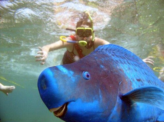 Best-Animal-Photobombs