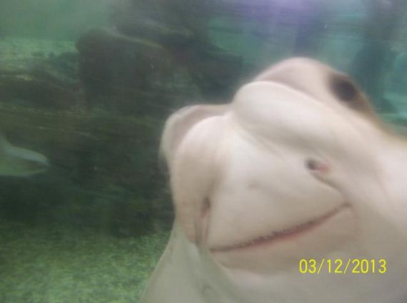 Best-Animal-Photobombs