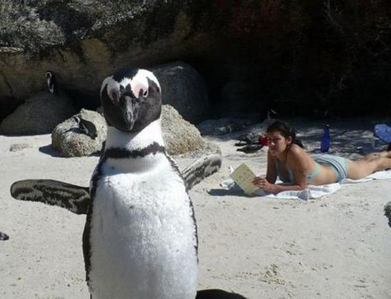 Best-Animal-Photobombs