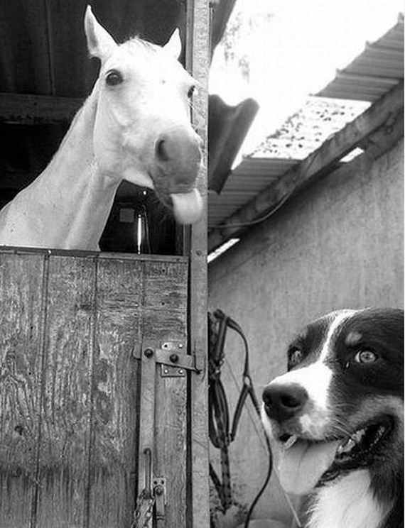 Best-Animal-Photobombs