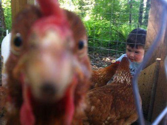 Best-Animal-Photobombs