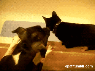Biggest-Animal-Jerks