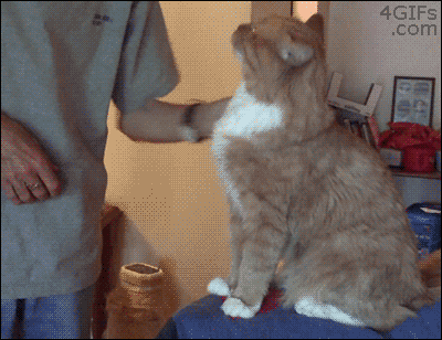 Biggest-Animal-Jerks