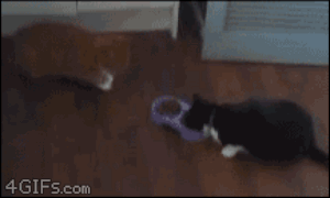 Biggest-Animal-Jerks