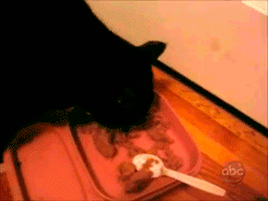 Biggest-Animal-Jerks