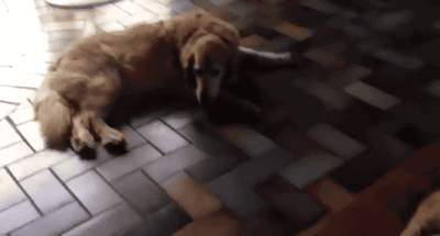 Biggest-Animal-Jerks