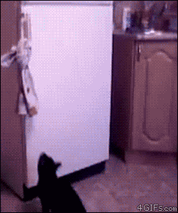 Biggest-Animal-Jerks
