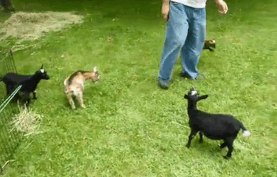 Biggest-Animal-Jerks