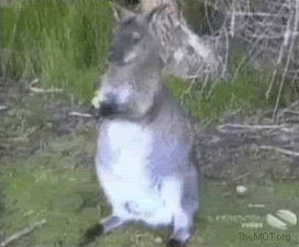 Biggest-Animal-Jerks