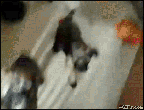 Biggest-Animal-Jerks