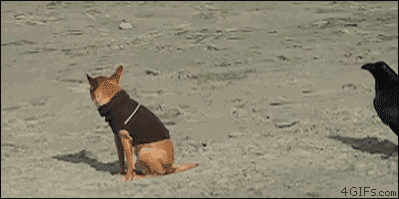 Biggest-Animal-Jerks