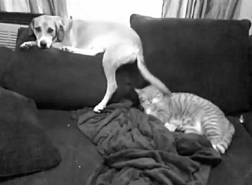 Biggest-Animal-Jerks