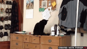 Biggest-Animal-Jerks